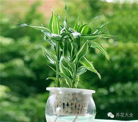 富貴竹爛根處理