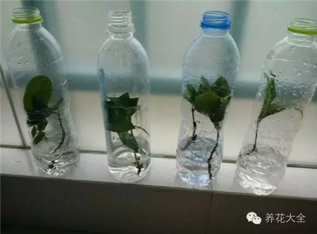 礦泉水瓶水插法