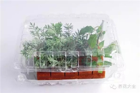 海綿扦插法過程