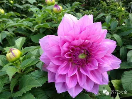 大麗花養(yǎng)護(hù)