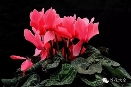 仙客來養(yǎng)護(hù)