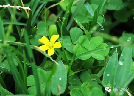 酢漿草養(yǎng)護(hù)