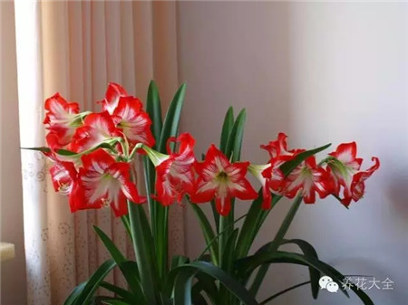 朱頂紅養(yǎng)護(hù)