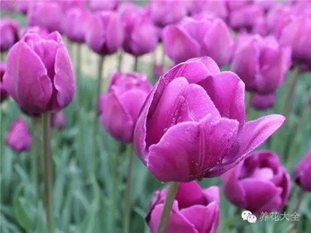 郁金香養(yǎng)護(hù)
