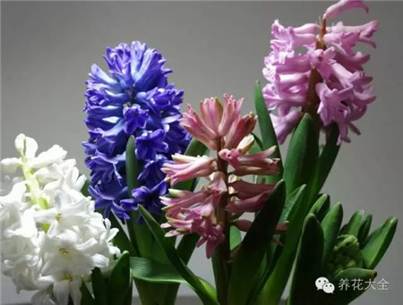 盆栽風(fēng)信子