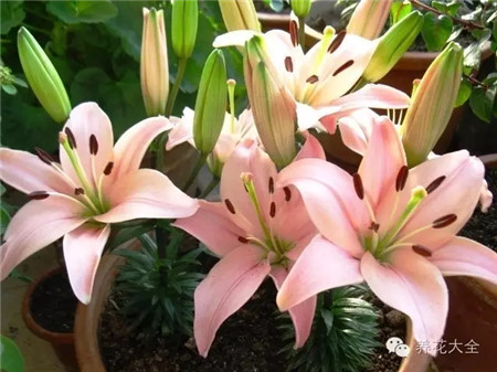 百合養(yǎng)護(hù)