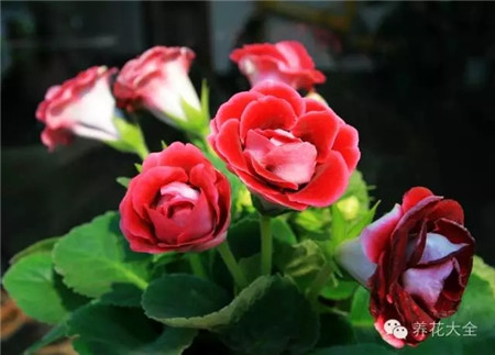 大巖桐養(yǎng)護(hù)