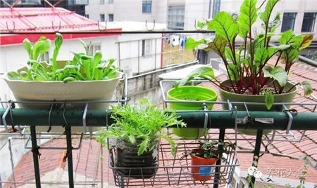 家里陽臺空間小怎么種菜