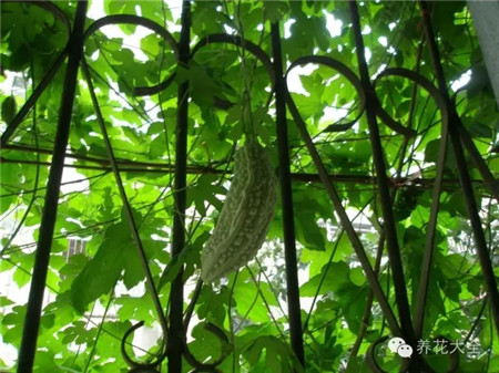 在陽臺上一般種什么菜