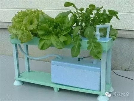 陽臺種菜用什么盆