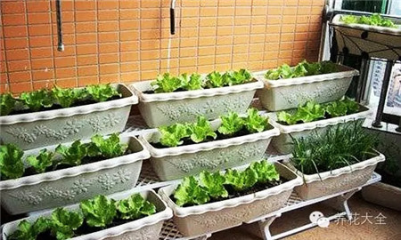 陽臺種菜對陽光有什么要求