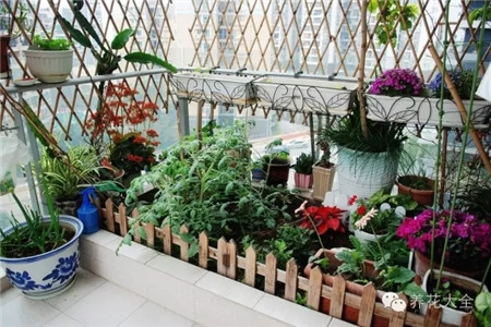 陽臺種菜對澆水有什么要求