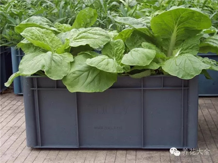 陽臺種菜對肥料有什么要求