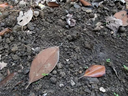 陽臺種菜對土壤有什么要求