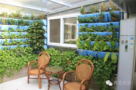 陽臺種菜會把家里弄亂怎么辦