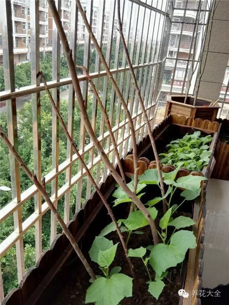 在家里陽臺搭架子要注意什么