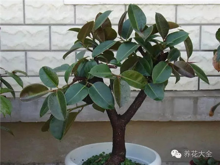 室內(nèi)的植物