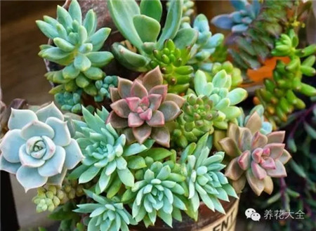 耐旱植物——懶人必備