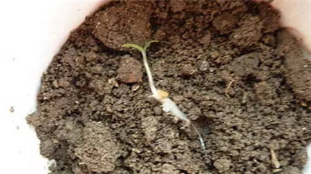 種子長(zhǎng)綠芽