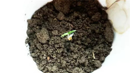 種子長(zhǎng)出綠芽