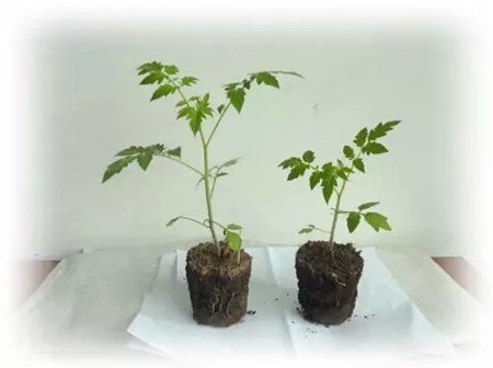 小苗會(huì)很快長(zhǎng)大