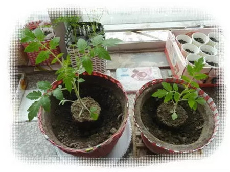 小苗長(zhǎng)大