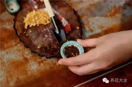 將植株稍微蓋一下