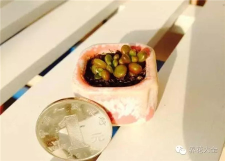 拇指盆栽的養(yǎng)護(hù)