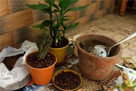 養(yǎng)的花老死，很可能是你花盆用的不對(duì)