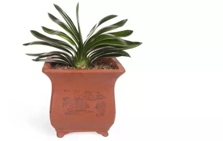 養(yǎng)的花老死，很可能是你花盆用的不對(duì)