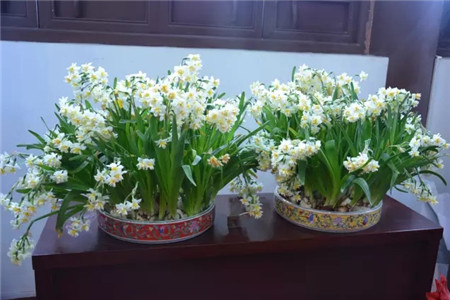 養(yǎng)的花老死，很可能是你花盆用的不對(duì)