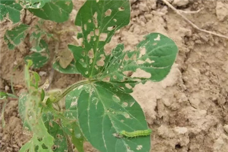 對癥下藥，常見病蟲害治療大法