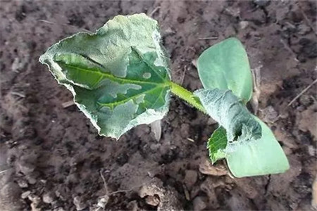 對癥下藥，常見病蟲害治療大法