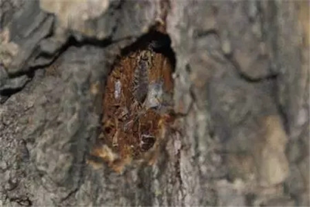 對癥下藥，常見病蟲害治療大法