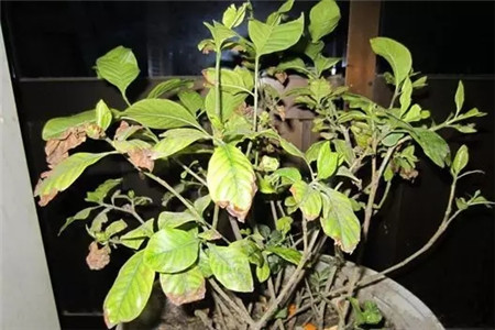 對癥下藥，常見病蟲害治療大法