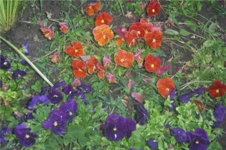 對癥下藥，常見病蟲害治療大法