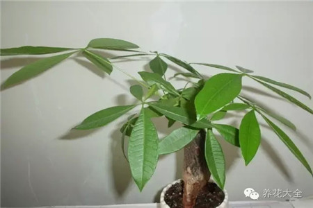 發(fā)財(cái)樹