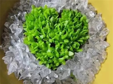 小苗苗長(zhǎng)高