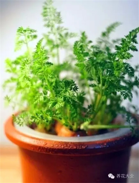 水培胡蘿卜盆栽