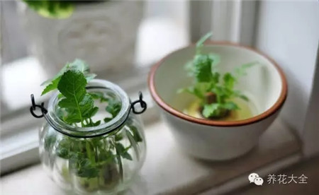 隔兩天換一次水