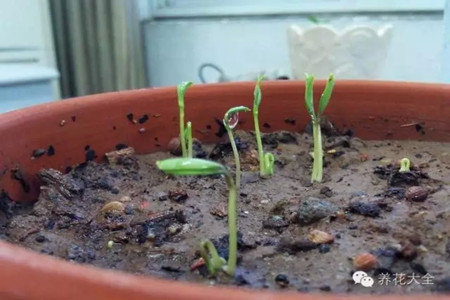 自制培養(yǎng)土