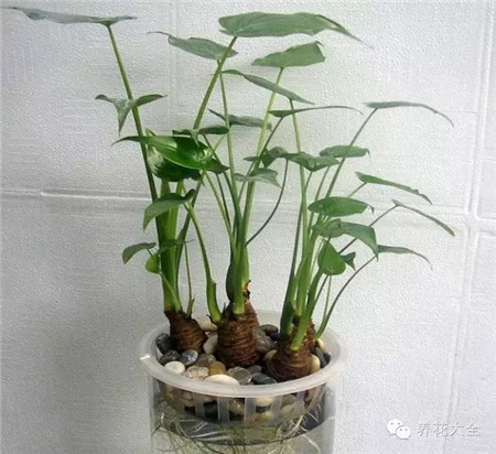 減少有害物質(zhì)的積累