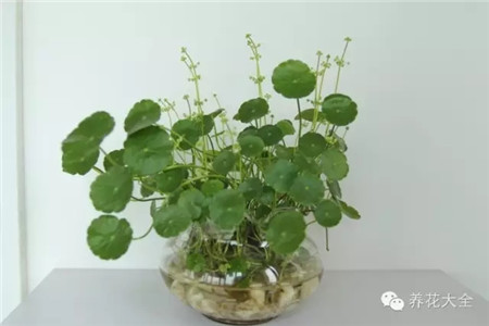 多久需要換水洗根