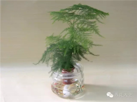 確定可以水培的植物