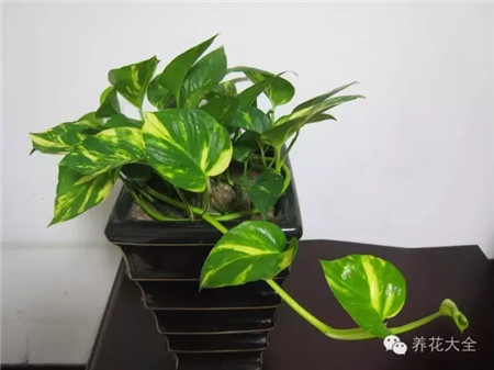 第三招——高錳酸鉀