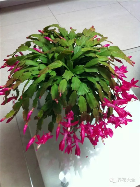 第四招——小蘇打液