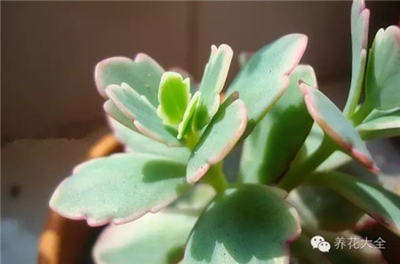 第五招——尿素洗衣粉合劑殺蟲