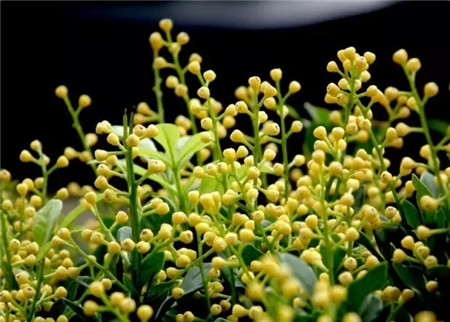 第六招——洗衣粉或洗潔精