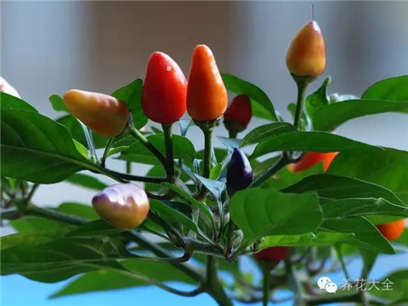 第十招——煙絲