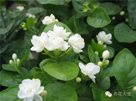 茉莉延長(zhǎng)花期